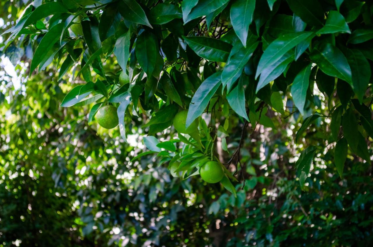 El Huerto De Candeleda Bagian luar foto